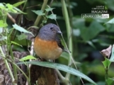 White-rumped Shama, by Tareq Uddin Ahmed