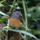 White-rumped Shama, by Tareq Uddin Ahmed