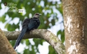 The Green-billed Malkoha, by Masudur Rahman