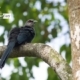 The Green-billed Malkoha, by Masudur Rahman