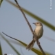 Plain Prinia, by Tareq Uddin Ahmed