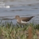 Common Sandpiper, by Tareq Uddin Ahmed