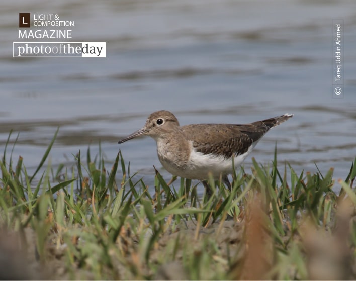 Common Sandpiper, by Tareq Uddin Ahmed