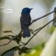 Black-naped Monarch, by Tareq Uddin Ahmed