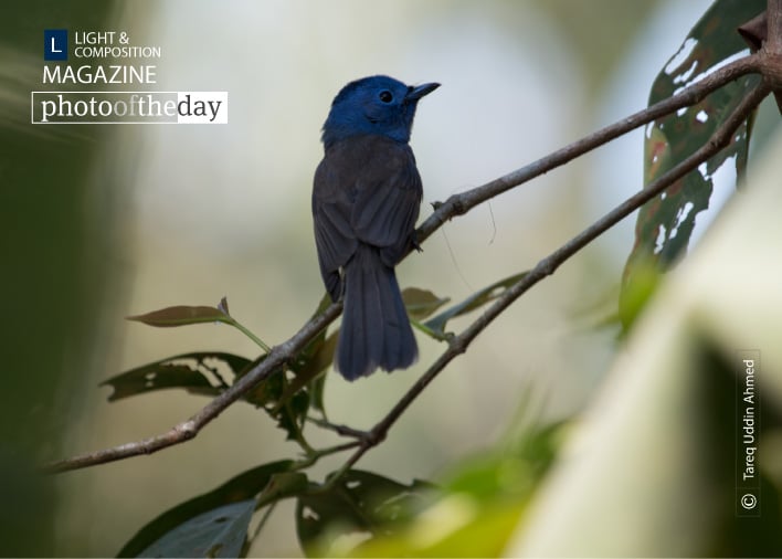 Black-naped Monarch, by Tareq Uddin Ahmed