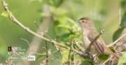 The White-browed, by Masudur Rahman