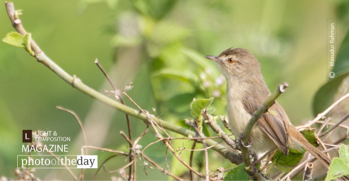 The White-browed, by Masudur Rahman