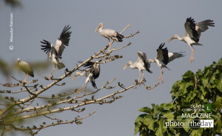 Asian Openbills, by Masudur Rahman