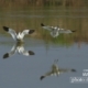 Pied Avocet, by Saniar Rahman Rahul