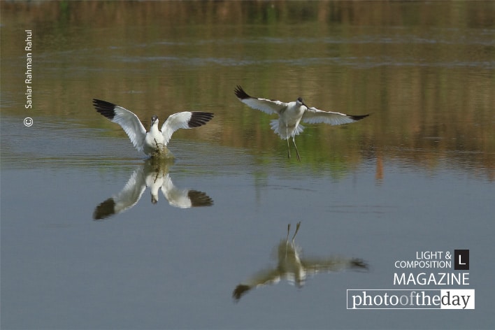 Pied Avocet, by Saniar Rahman Rahul