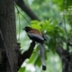 The Rufous Treepie, by Masudur Rahman