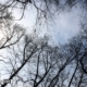 Lantern and Treetops, by Jens Hieke