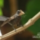 The White Throated Fantail, by Saniar Rahman Rahul