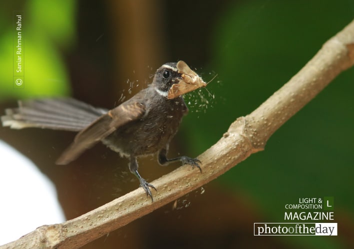 The White Throated Fantail, by Saniar Rahman Rahul