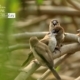 Indian Silverbills, by Saniar Rahman Rahul