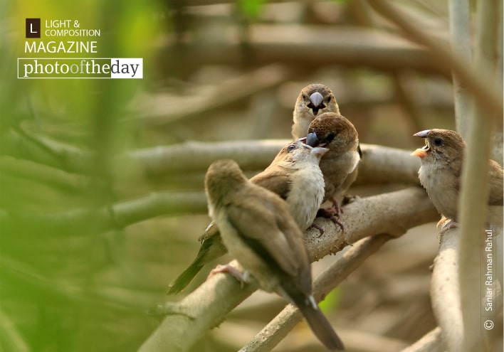 Indian Silverbills, by Saniar Rahman Rahul