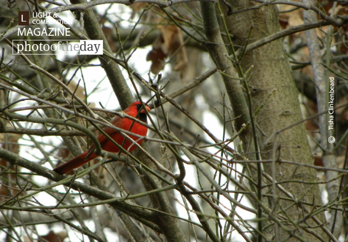 Male Cardinal, by Tisha Clinkenbeard