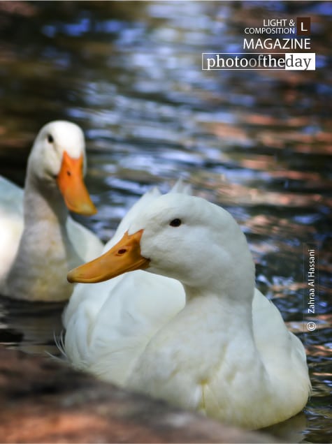 Duden’s White Angles, by Zahraa Al Hassani