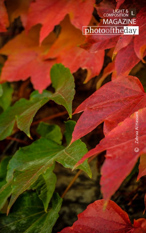 When the Leaves Start to Fall, by Zahraa Al Hassani