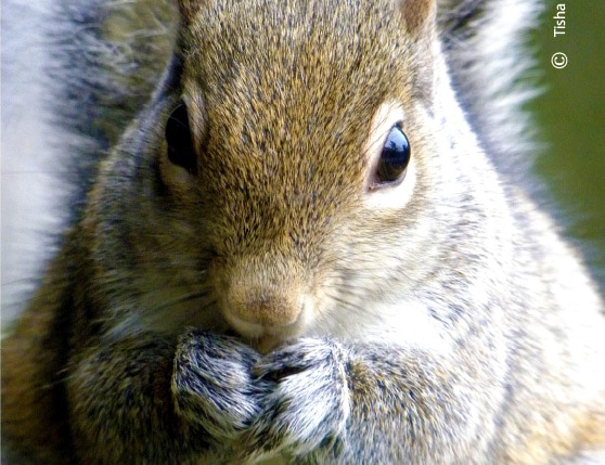 Just Snackin', by Tisha Clinkenbeard