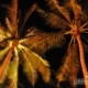 Palms at Night, by Ryszard Wierzbicki