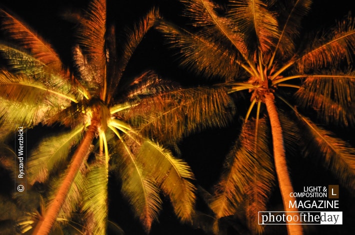 Palms at Night, by Ryszard Wierzbicki