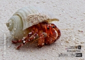 Crab in North Caicos, by Tisha Clinkenbeard