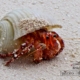 Crab in North Caicos, by Tisha Clinkenbeard