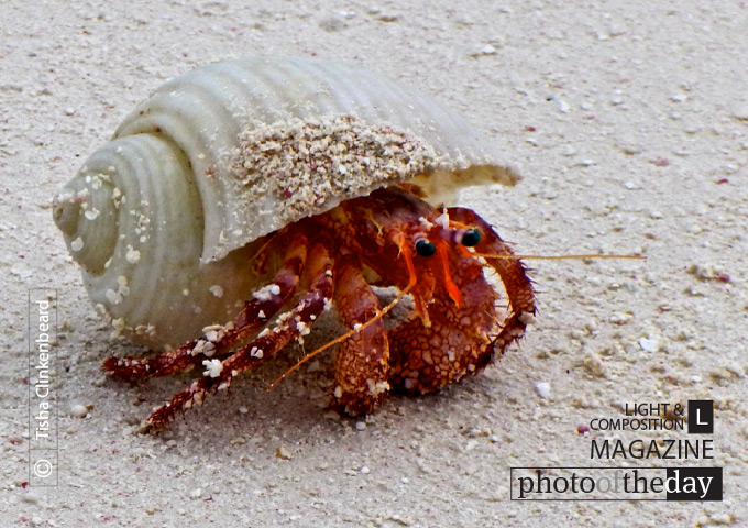 Crab in North Caicos, by Tisha Clinkenbeard