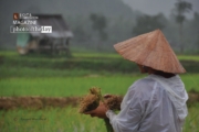 Ploughing Rice, by Ryszard Wierzbicki