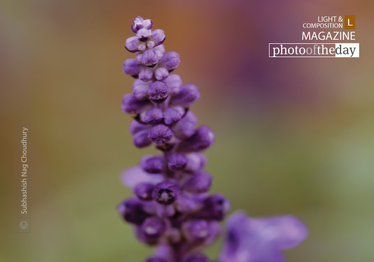 The Beauty of the Flower, by Subhashish Nag Choudhury