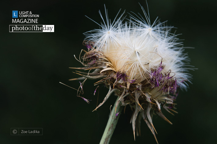 Lonely Thistle, by Zoe Ladika