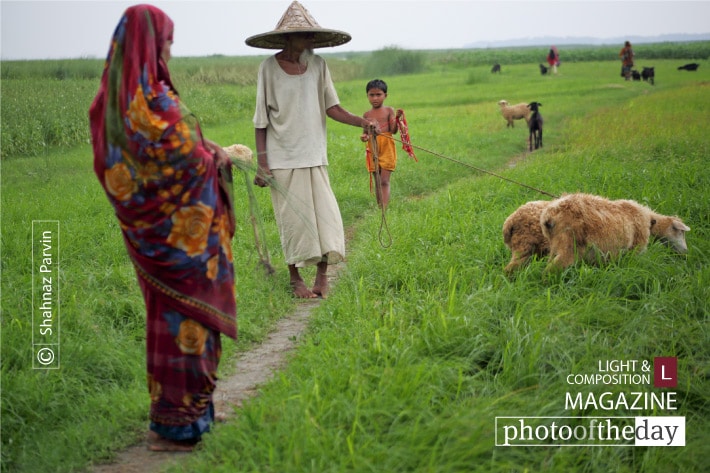 Life in the Green, by Shahnaz Parvin