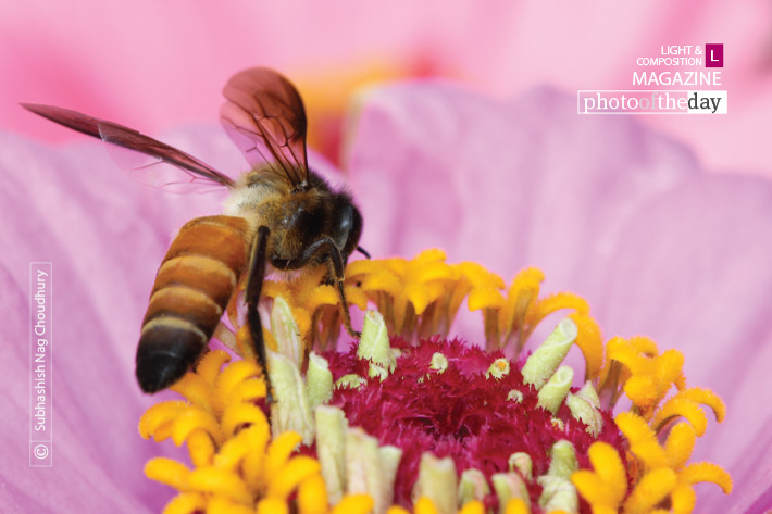 A Mutualistic Relationship, by Subhashish Nag Choudhury