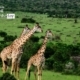 Beauties of Maasai Mara, by Mohammad Saiful Islam