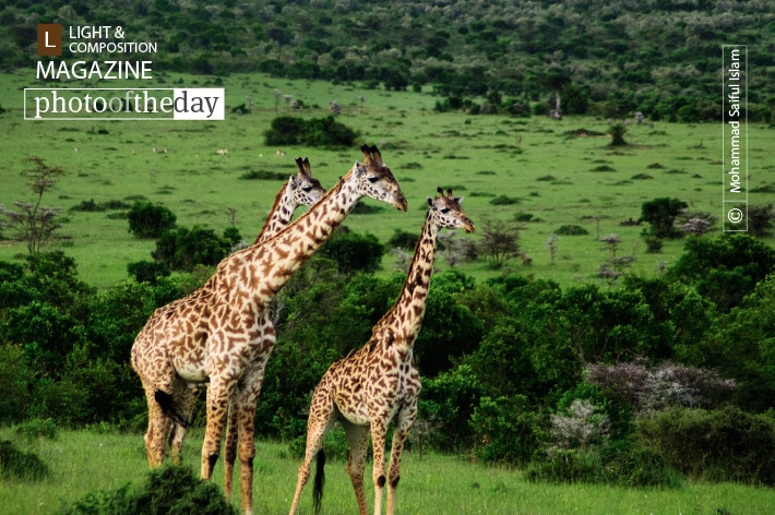 Beauties of Maasai Mara, by Mohammad Saiful Islam