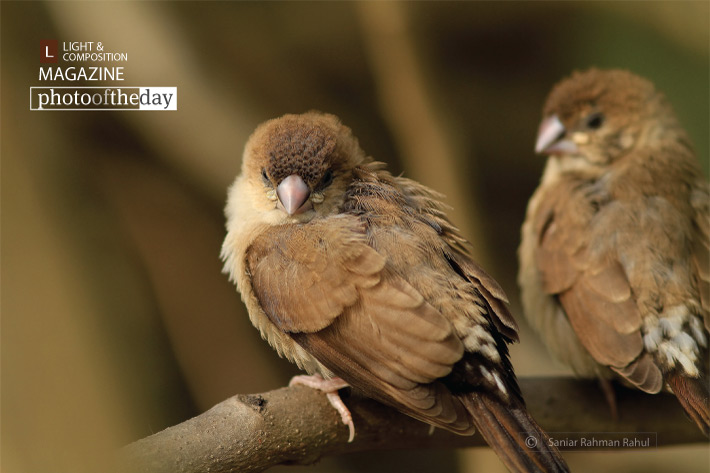 Baby Indian Silverbills, by Saniar Rahman Rahul