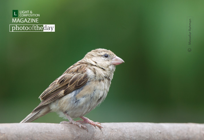 The House Sparrow, by Masudur Rahman