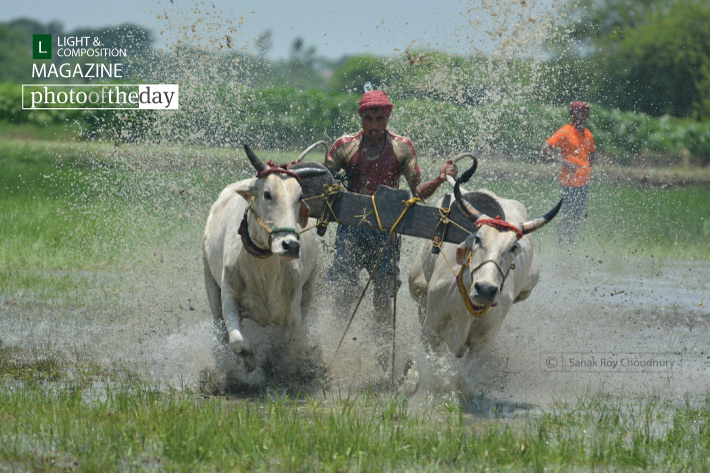 Run for Dominance, by Sanak Roy Choudhury