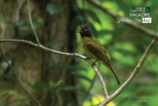 The Black Creasted Bulbul, by Masudur Rahman