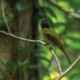 The Black Creasted Bulbul, by Masudur Rahman