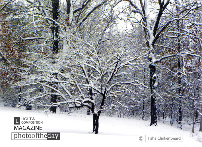 Glenna’s Dogwood In The Snow, by Tisha Clinkenbeard