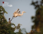 The Giant Leap, by Sanjoy Sengupta