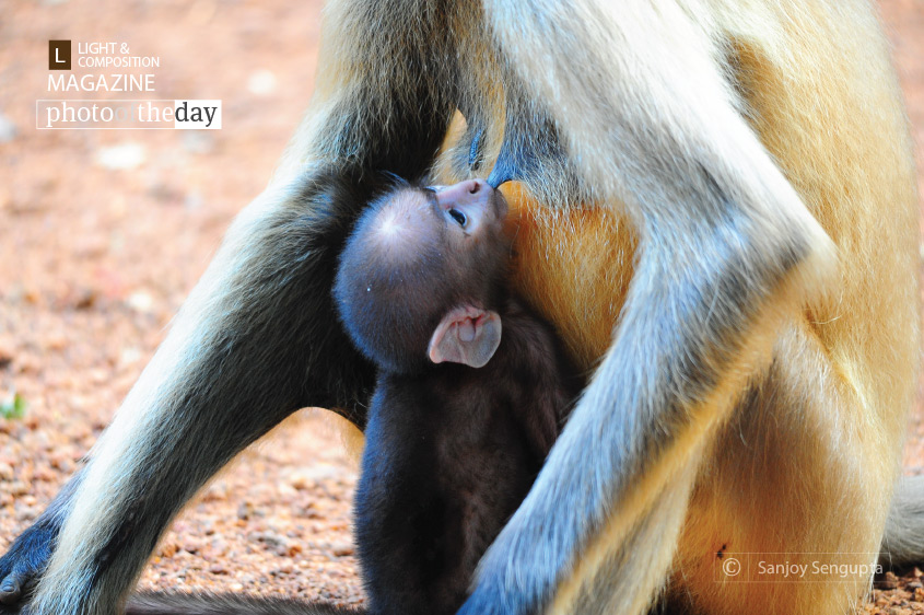 Mother's Care, by Sanjoy Sengupta