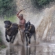 Kambala at Pallakad, by Achintya Guchhait