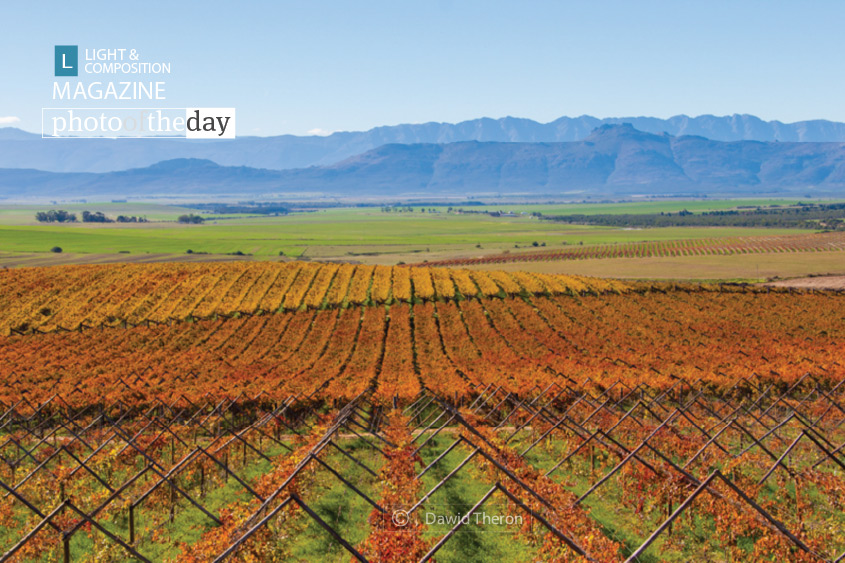 Autumn Vineyards, by Dawid Theron