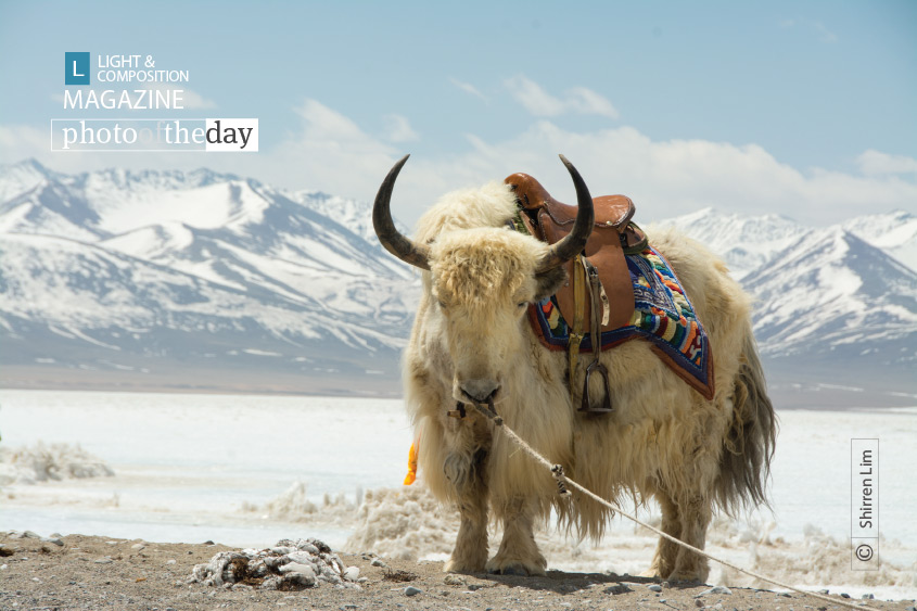 Portrait of a Yak, by Shirren Lim