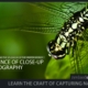 The Essence of Close-Up Photography