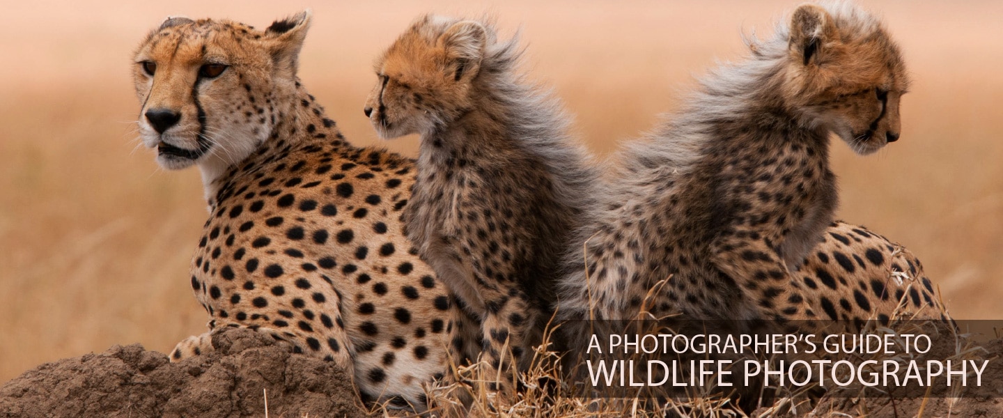 A Photographer's Guide to Wildlife Photography