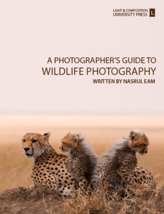 A Photographer's Guide to Wildlife Photography